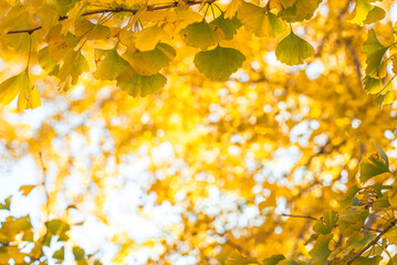 東京の秋、黄金色に輝く銀杏並木と青空 / Golden Ginkgo Tree Avenue and Blue Sky in Autumn, Tokyo, Japan