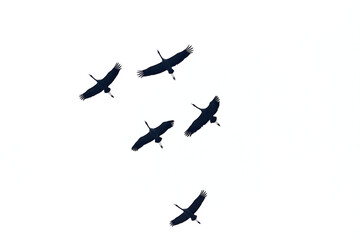 Birds in migration formation, Common Cranes, Grus grus