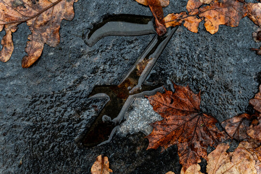 Number Four Carved in Wet Stone with Autumn Leaves — Symbol of Stability, Earth and Changing Seasons
