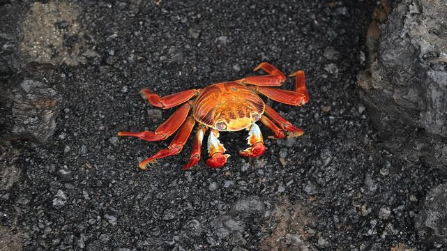 Sally Lightfoot Crab, Isla Isabela, Galapagos Islands, Ecuador