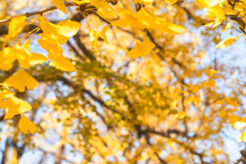 東京の秋、黄金色に輝く銀杏並木と青空 / Golden Ginkgo Tree Avenue and Blue Sky in Autumn, Tokyo, Japan