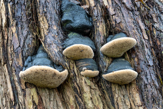 Tree Trunk with Polypore Fungi Growing on Bark — Close-Up Macro Nature Texture and Forest Ecosystem Detail