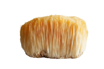 Close up of a single lion's mane mushroom isolated on transparent background. Lion's mane mushroom on white background.