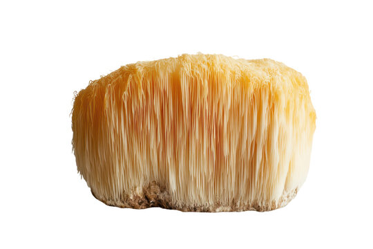 Close up of a single lion's mane mushroom isolated on transparent background. Lion's mane mushroom on white background.