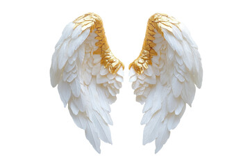 Pair of ornate white angel wings with gold trim isolated on transparent background. Pair large white angel wings with golden halo float on plain white background.