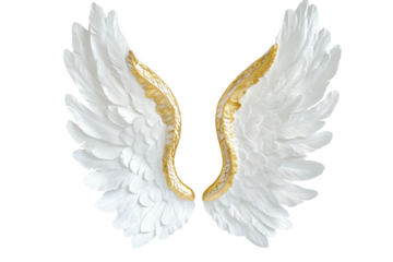 Pair of ornate white angel wings with gold trim isolated on transparent background. Pair large white angel wings with golden halo float on plain white background.