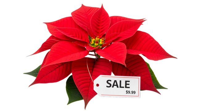 Poinsettia plant with a sale tag displayed on a white background