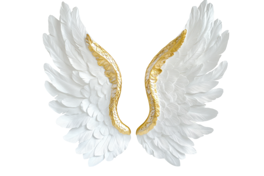 Pair of ornate white angel wings with gold trim isolated on transparent background. Pair large white angel wings with golden halo float on plain white background.