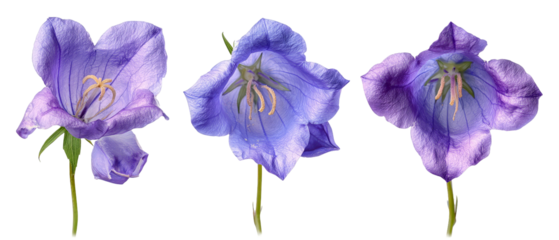 Three vibrant bell flowers showcasing varying shades of purple and blue, set against a transparent background, ideal for botanical illustrations or floral design projects