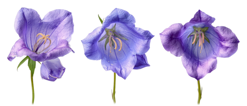 Three vibrant bell flowers showcasing varying shades of purple and blue, set against a transparent background, ideal for botanical illustrations or floral design projects - Powered by Adobe