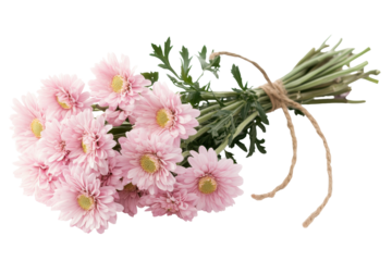 Bouquet of light pink aster flowers tied with twine isolated on transparent background. Bouquet of light pink flowers with green stems and leaves isolated on white background.
