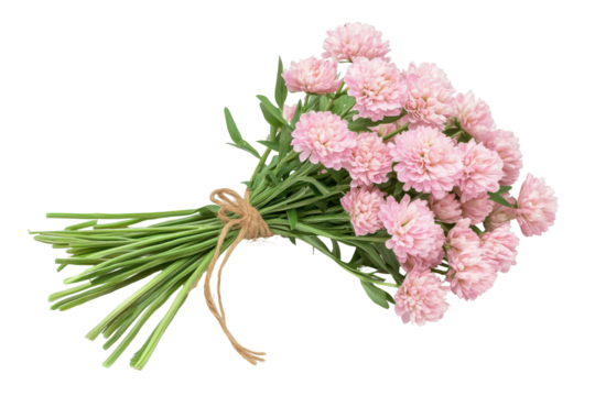 Bouquet of light pink aster flowers tied with twine isolated on transparent background. Bouquet of light pink flowers with green stems and leaves isolated on white background.