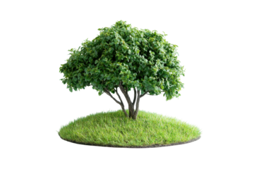 Small green tree growing on a grassy island isolated on transparent background. Lush green deciduous tree isolated on white background.