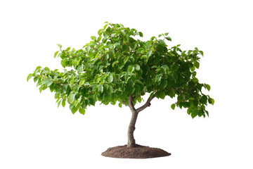 Small green leafy tree with mulch base isolated on transparent background. Lush green foliage of a small tree with vibrant leaves isolated on white background.