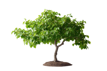 Small green leafy tree with mulch base isolated on transparent background. Lush green foliage of a small tree with vibrant leaves isolated on white background.