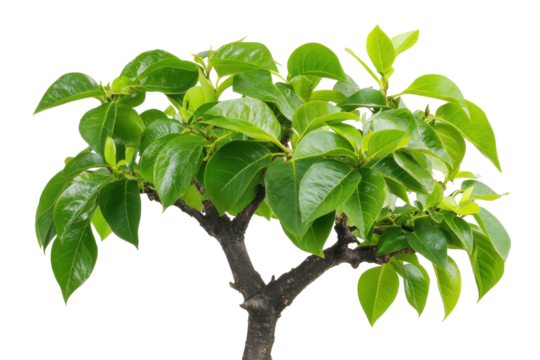 A lush green leafy plant isolated on transparent background. Lush green foliage of a small tree with vibrant leaves isolated on white background.