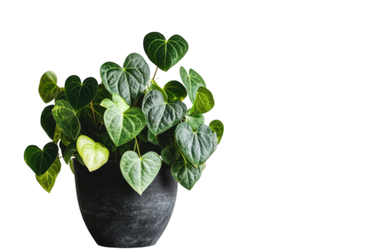 Green heart shaped leaves plant in a decorative pot isolated on transparent background. Lush green foliage plant in a dark pot isolated on white background.