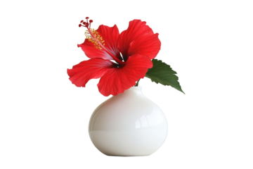 Red hibiscus flower in a white vase isolated on transparent background. Single vibrant red hibiscus blossom in a simple round white vase isolated on white background.