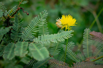 A bright yellow, puffball-like flower from a Mimosa species stands prominently on a thin green stem, surrounded by its characteristic delicate, fern-like pinnate leaves.