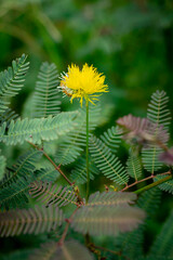 A bright yellow, puffball-like flower from a Mimosa species stands prominently on a thin green stem, surrounded by its characteristic delicate, fern-like pinnate leaves.