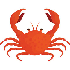 Bright Orange Crab with Claws Raised in Defensive Pose Isolated on White Background