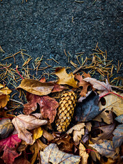 Vibrant autumn background. Fallen leaves and pine needles on asphalt road. Abstract banner with copy space. Creative fall and Thanksgiving seasonal holiday design element.