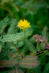 A bright yellow, puffball-like flower from a Mimosa species stands prominently on a thin green stem, surrounded by its characteristic delicate, fern-like pinnate leaves.