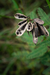 A cluster of exposed, dry seed pods containing dark seeds is captured in close-up among the fine, green, feathery foliage of a surrounding plant.