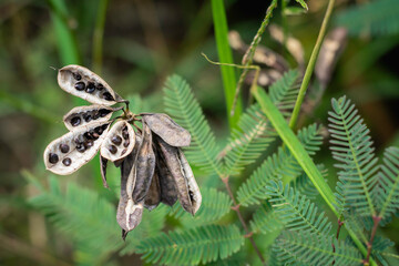 A cluster of exposed, dry seed pods containing dark seeds is captured in close-up among the fine, green, feathery foliage of a surrounding plant.