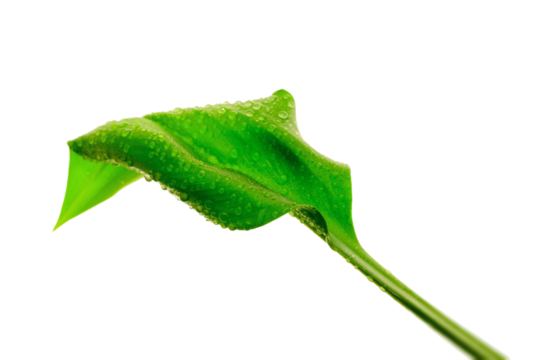 Fresh Green Leaf with Water Droplets