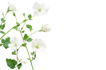 Delicate white hollyhock flowers and buds on a stem isolated on transparent background. Althaea officinalis blossom isolated on white background.