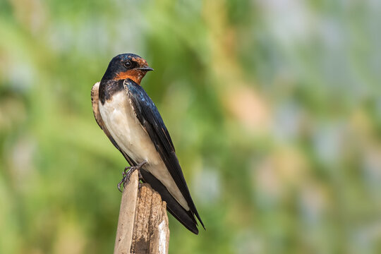 A beautiful portrait of a Barn Swallow (Hirundo rustica), the bird is sitting on a bamboo in a green blurred background, Mangalajodi, Odisha, India