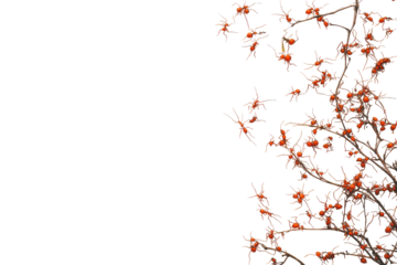 Autumn branches with red ant isolated on transparent background. Ants isolated on white background.