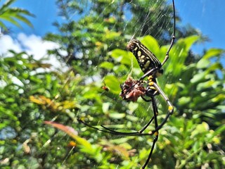 Close-up macro photo of a tiger spider (orb weaver) eating its prey on a web, captured in a tropical forest with bright natural light and green foliage background.