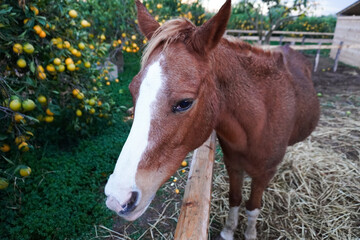 Brown Horse resting peacefully in the evening on the farm. Countryside in Italy. Autumn. Animal farm. Animal Therapy. 