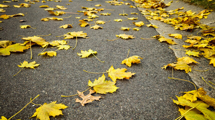 Yellow maple leaves scattered on dark asphalt pavement. Abstract Autumn mood and seasonal change....