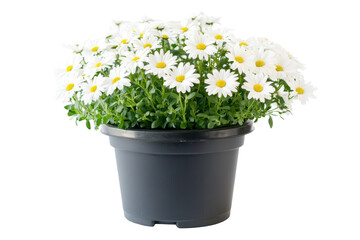 Bouquet of white daisies in a black pot isolated on transparent background. Beautiful blooming white daisies in a black plastic pot for garden decoration isolated on a white background.