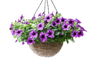 Abundant purple petunias in a hanging basket isolated on transparent background. Beautiful hanging basket with blooming purple petunia flowers and green leaves isolated on white background.