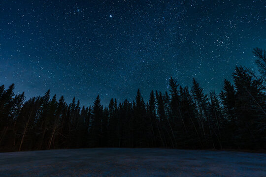 night sky in the forest
