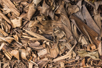 Organic Background of Dried Banana Leaves and Plant Debris Texture