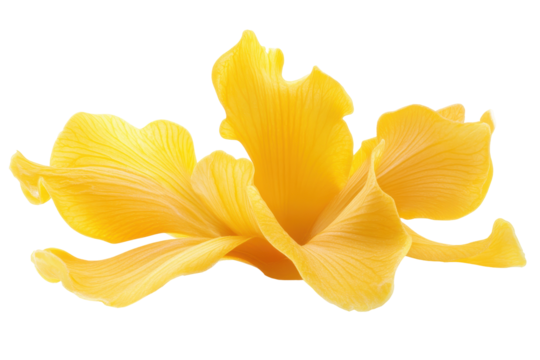 Abstract yellow orchid flower isolated on transparent background. Bright yellow thai orchid flower isolated on white background.