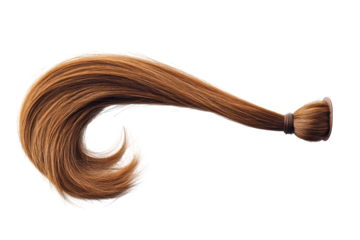 Brown hair ponytail tied with elastic isolated on transparent background. Brown ponytail hair attachment isolated on white background.