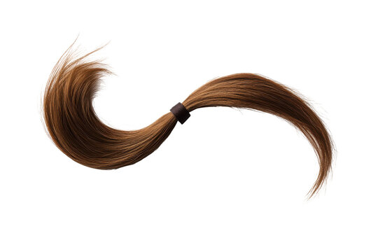 Brown hair ponytail tied with elastic isolated on transparent background. Brown ponytail hair attachment isolated on white background.