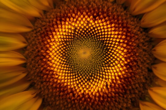 Macro of a sunflower center showing fibonacci spiral pattern