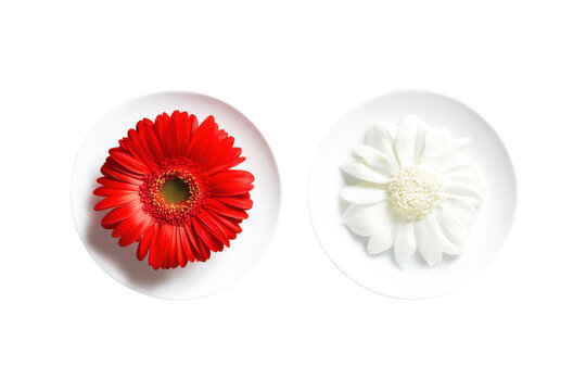 Red gerbera daisy and white flower isolated on transparent background. - Powered by Adobe