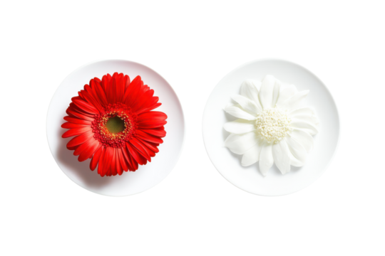Red gerbera daisy and white flower isolated on transparent background. - Powered by Adobe