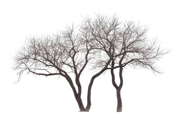 Detailed illustration of a flowering tree isolated on transparent background.