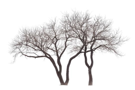 Detailed illustration of a flowering tree isolated on transparent background. - Powered by Adobe