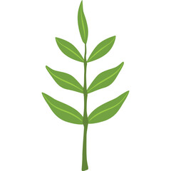 A Single Green Branch With Leaves Isolated On A White Transparent Background Simple Botanical Element Organic Growth Freshness Nature Plant Part Stem