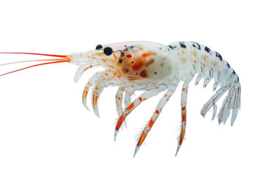 Detailed macro photograph of a translucent shrimp isolated on transparent background.